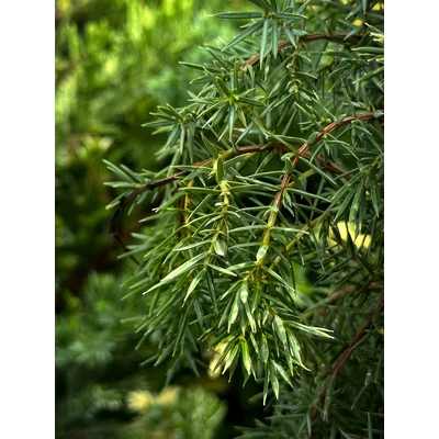 Juniperus communis 'Horstmann' – Közönséges boróka