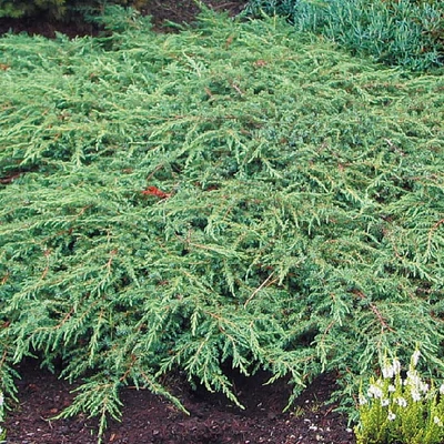 Juniperus communis 'Repanda' – Közönséges boróka