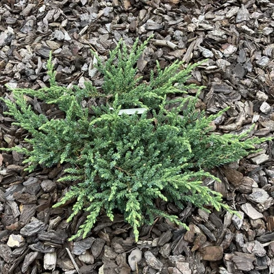 Juniperus communis 'Ristol' – Közönséges boróka