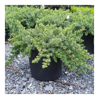 Juniperus conferta 'Blue Pacific' – Terülő fövenyboróka