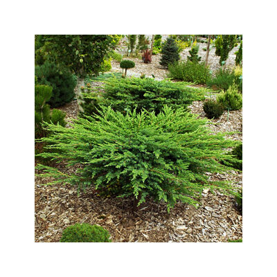 Juniperus conferta 'Schlager' – Terülő fövenyboróka