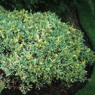 Juniperus davurica 'Expansa Variegata' – Tarka kúszó boróka