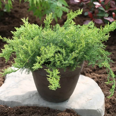 Juniperus davurica 'Leningrad' – Kínai kúszó boróka