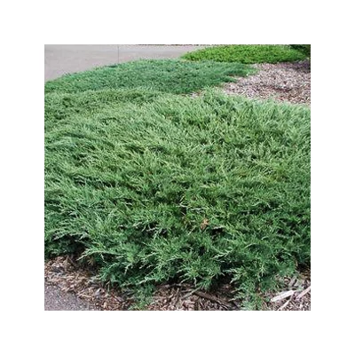 Juniperus horizontalis 'Andorra Compacta' – Terülő henyeboróka