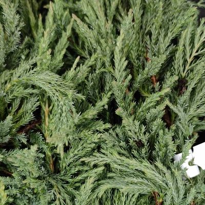 Juniperus horizontalis 'Blue Acres' – Kék terülő boróka, henye boróka