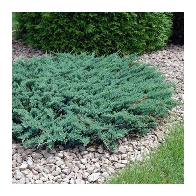 Juniperus horizontalis 'Blue Chip' - Kék terülő henyeboróka