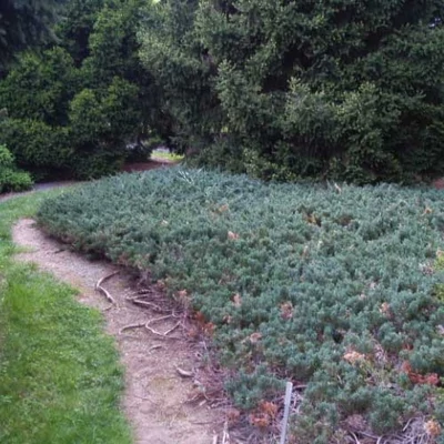 Juniperus horizontalis 'Douglasii' – Kékderes terülő boróka