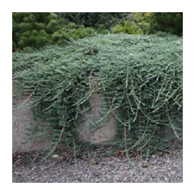 Juniperus horizontalis 'Glauca' - Kék henyeboróka