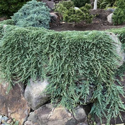 Juniperus horizontalis 'Pancake' – Terülő henyeboróka