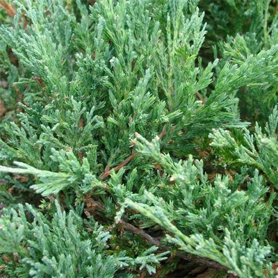 Juniperus horizontalis 'Plumosa' – Henyeboróka