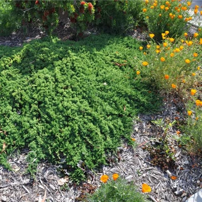 Juniperus horizontalis 'Prostrata' – Kúszóboróka, henye boróka