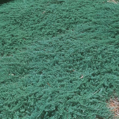 Juniperus horizontalis 'Wiltonii' – Henyeboróka