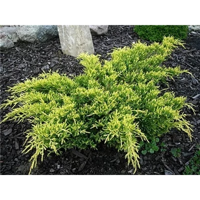 Juniperus x media (syn.: Juniperus x pfitzeriana) 'Dierks Gold' - Aranylombú terülő boróka