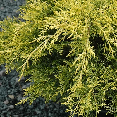 Juniperus x media (syn.: Juniperus x pfitzeriana) 'Golden Joy' – Terülő boróka