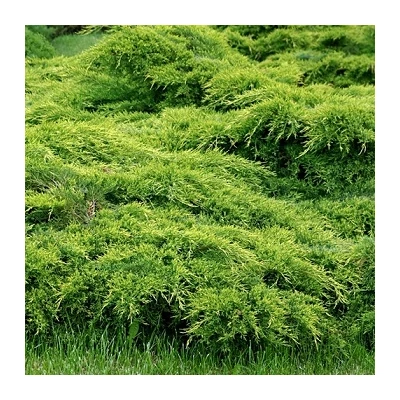 Juniperus x media (syn.: Juniperus x pfitzeriana) 'Mordigan Aurea' - Aranylombú terülő boróka