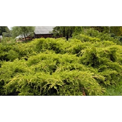 Juniperus x media (syn.: Juniperus x pfitzeriana) 'Aurea' - Arany terülő boróka