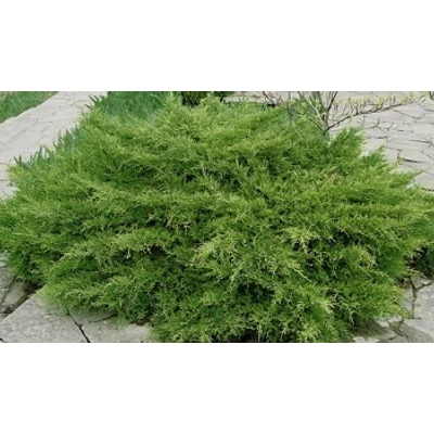 Juniperus x media (syn.: Juniperus x pfitzeriana) 'Compacta' - Terülő boróka