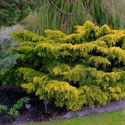 Juniperus x media (syn.: Juniperus x pfitzeriana) 'Carbery Gold' – Boróka