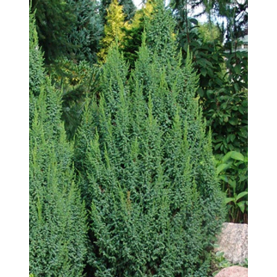 Juniperus pingii (syn.: Juniperus squamata) 'Loderi' – Törpe himalájai boróka