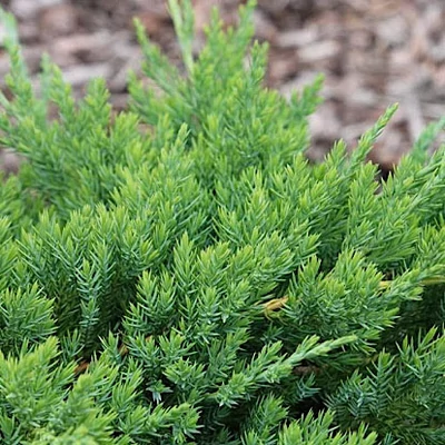 Juniperus procumbens 'Avasi' – Törpe kúszóboróka
