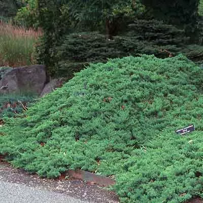 Juniperus procumbens 'Nana' – Törpe kúszóboróka 