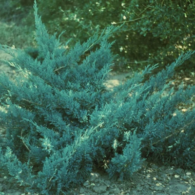 Juniperus sabina 'Blau Danube' – Nehézszagú boróka