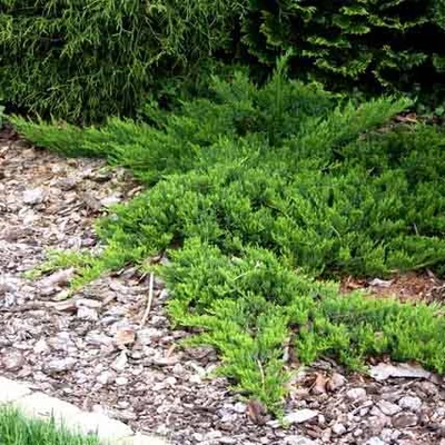 Juniperus sabina 'Broadmore' – Nehézszagú boróka