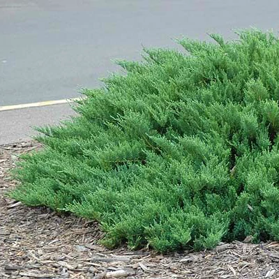 Juniperus sabina 'Mas' – Nehézszagú boróka