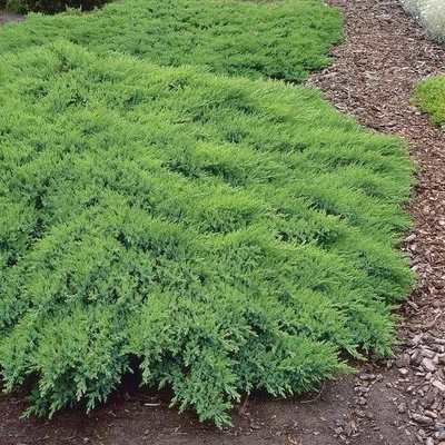 Juniperus sabina 'Rockery Gem' – Nehézszagú boróka