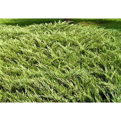 Juniperus sabina 'Tiszakürt' - Nehézszagú boróka