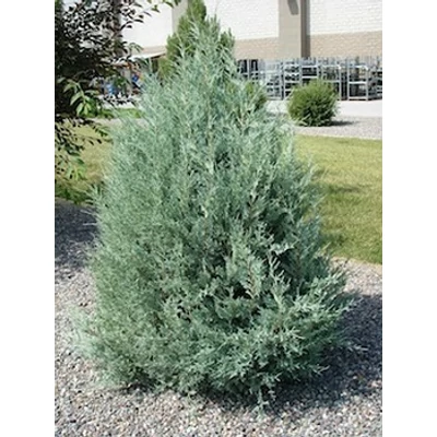Juniperus scopulorum 'Moonglow' - Oszlopos oregoni boróka