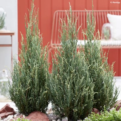 Juniperus scopulorum 'Blue Ivory'® – Oregoni boróka