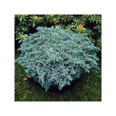 Juniperus sqamata 'Blue Star' – Kék, törpe, terülő himalájai boróka