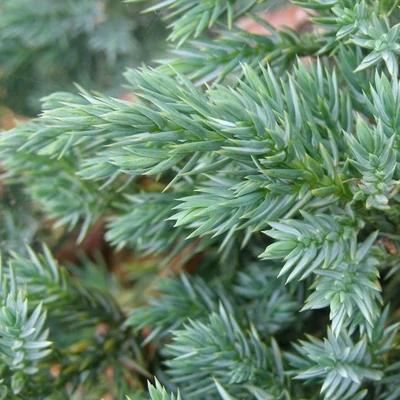 Juniperus squamata 'Blue Swede' – Terülő himalájai boróka