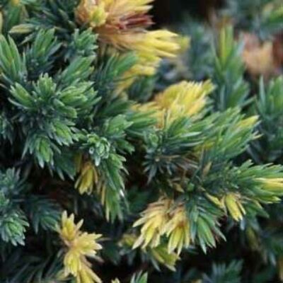 Juniperus squamata 'Floreant' – Boróka