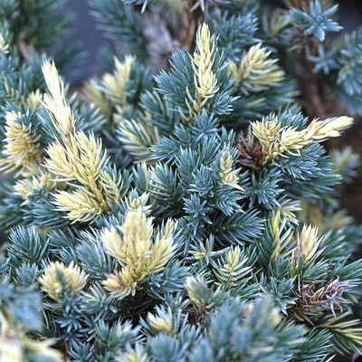 Juniperus squamata 'Golden Flame' – Himalájai törpeboróka