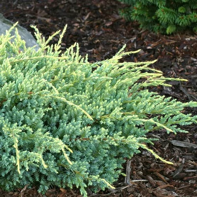 Juniperus squamata 'Holger' – Himalájai törpeboróka