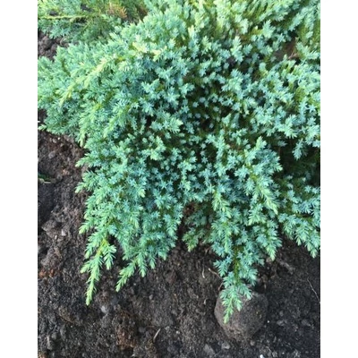 Juniperus squamata 'Little Joanna' – Terülő boróka