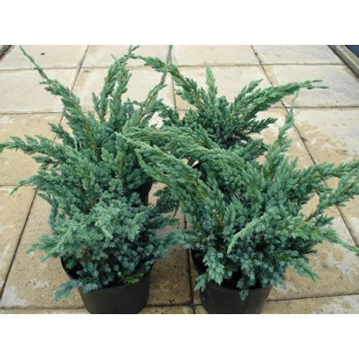 Juniperus squamata 'Meyeri' - Kék himalájai boróka