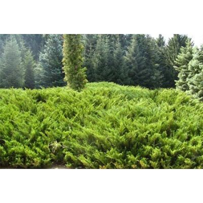Juniperus virginiana 'Tripartita' - Terülő virginiai boróka