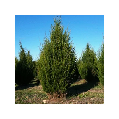 Juniperus virginiana – Virginiai boróka