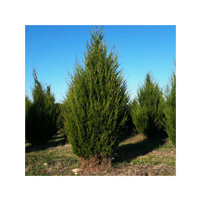 Juniperus virginiana – Virginiai boróka
