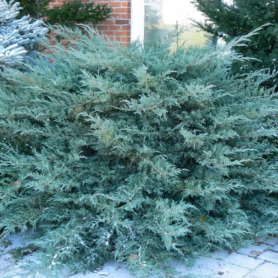 Juniperus x media (syn.: Juniperus x pfitzeriana) 'Glauca' – Boróka