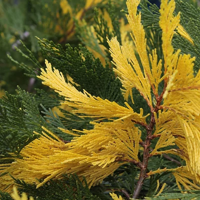Calocedrus decurrens 'Aureovariegata' – Kaliforniai gyantásciprus