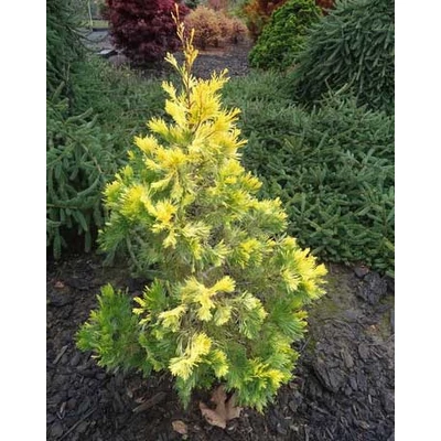 Calocedrus decurrens 'Maupin Glow' – Kaliforniai gyantásciprus