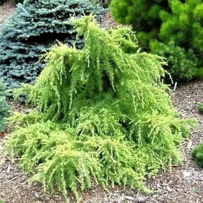 Cedrus deodara 'Lime Glow' – Himalájai cédrus