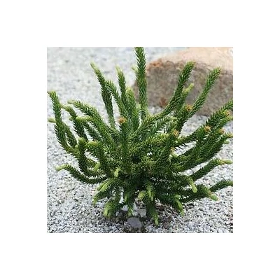 Cryptomeria japonica 'Dinger' – Japán ciprus (szugifenyő)