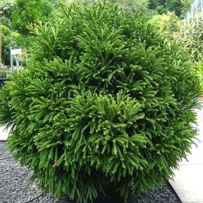 Cryptomeria japonica 'Globosa Nana' – Japánciprus