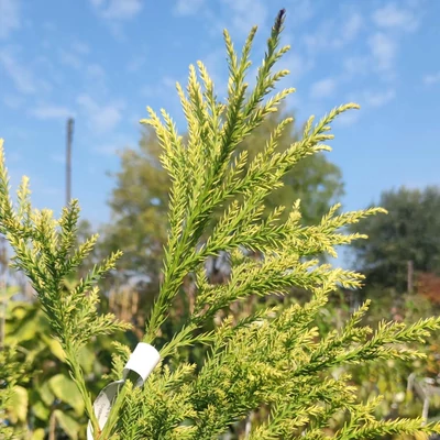Cryptomeria japonica 'Hungarian Gold' – Japán ciprus