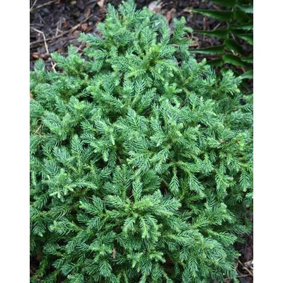 Cryptomeria japonica 'Koshyi' – Japán ciprus